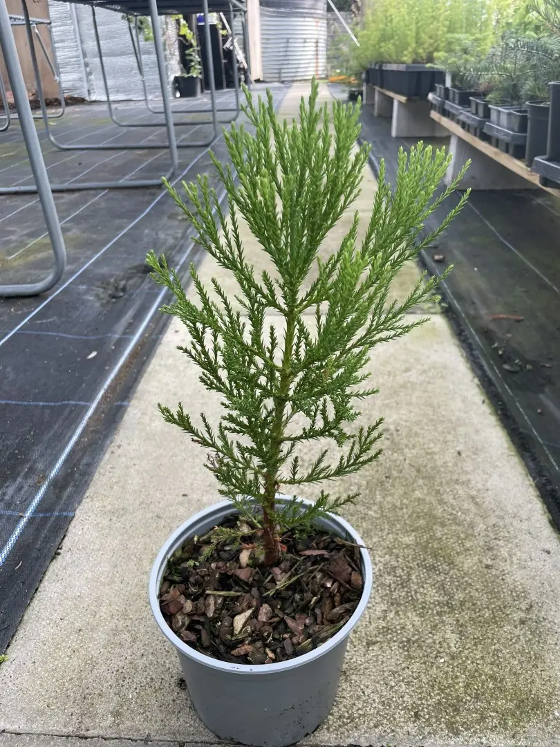 Giant Redwood Tree - Sequoiadendron giganteum