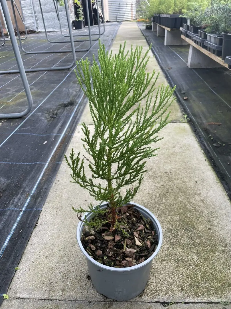 Giant Redwood Tree - Sequoiadendron giganteum