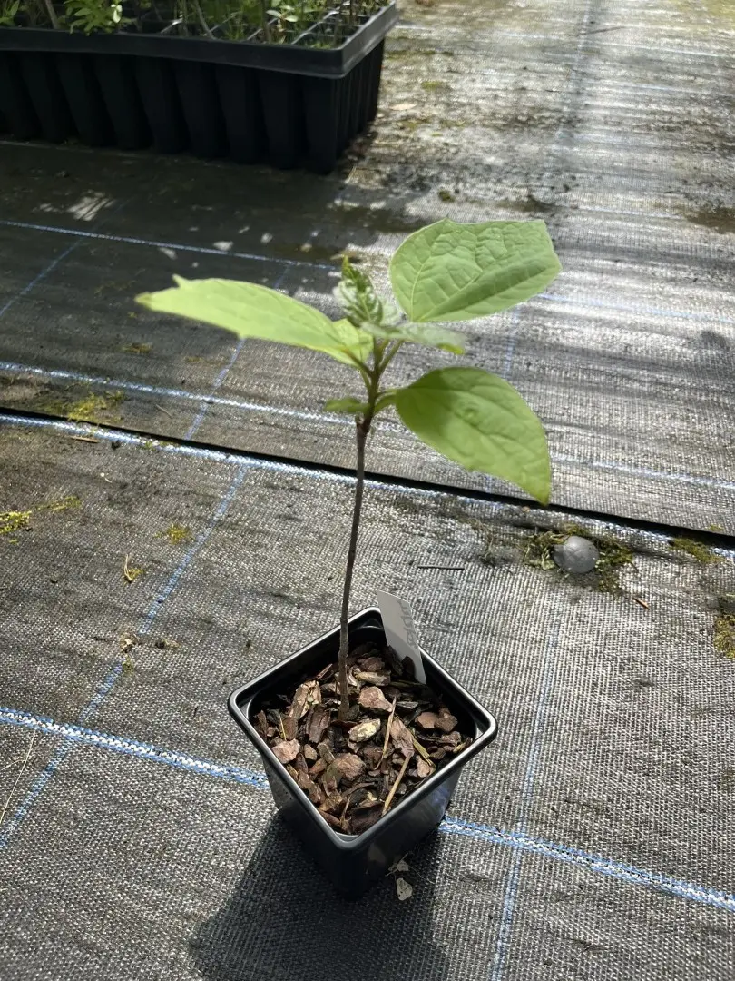 Indian Bean Tree - Catalpa bignonioid