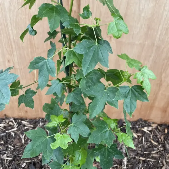 Sweet Gum Tree 60/80cm (2L) - Image 2