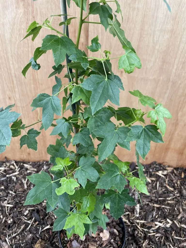 Sweet Gum Tree 40/60cm (2L) - Image 2
