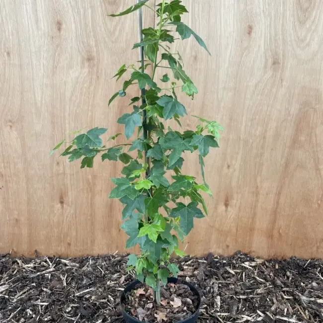 Sweet Gum Tree 40/60cm (2L)