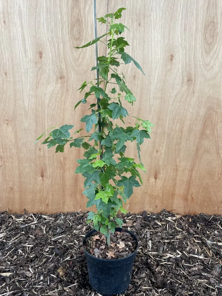 Sweet Gum Tree 40/60cm (2L)