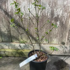 Sweet Gum Tree 60/80cm - Multistem (2L)