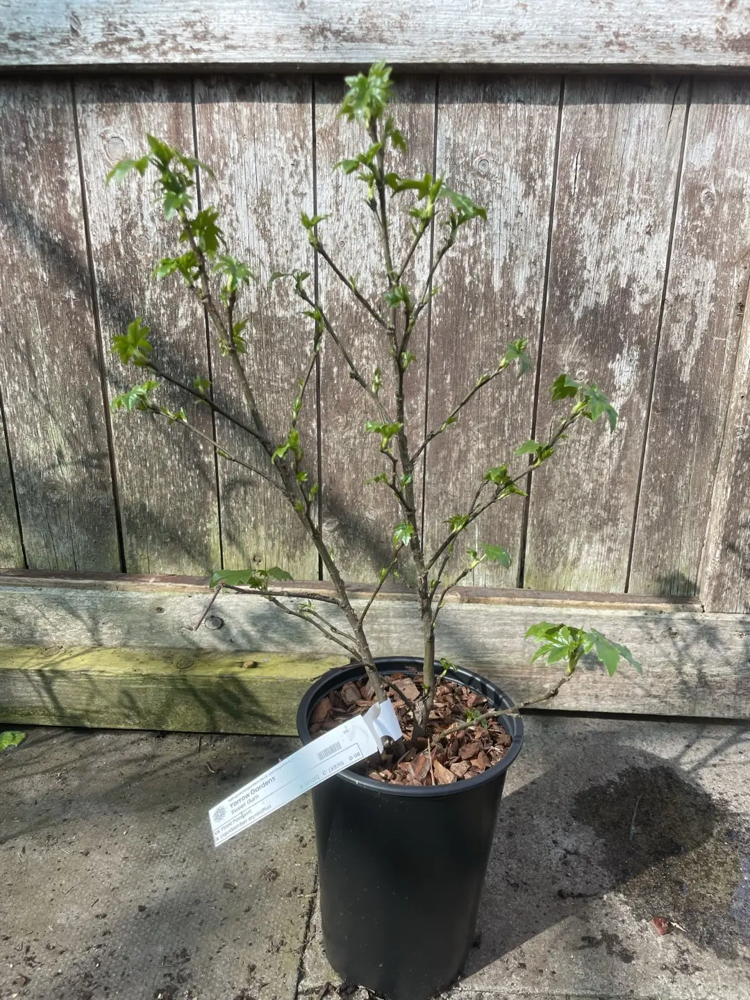 Sweet Gum Tree 40/60cm (2L) - Image 14