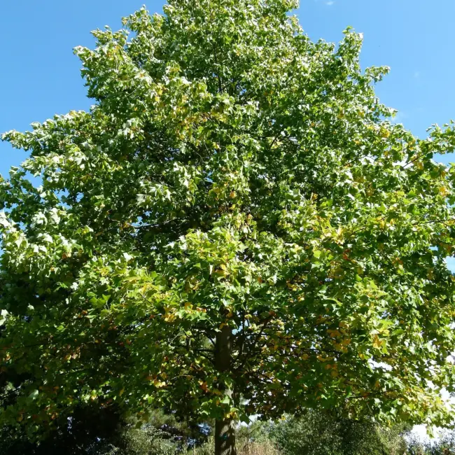 Tulip Tree 40/60cm (2L) - Image 5