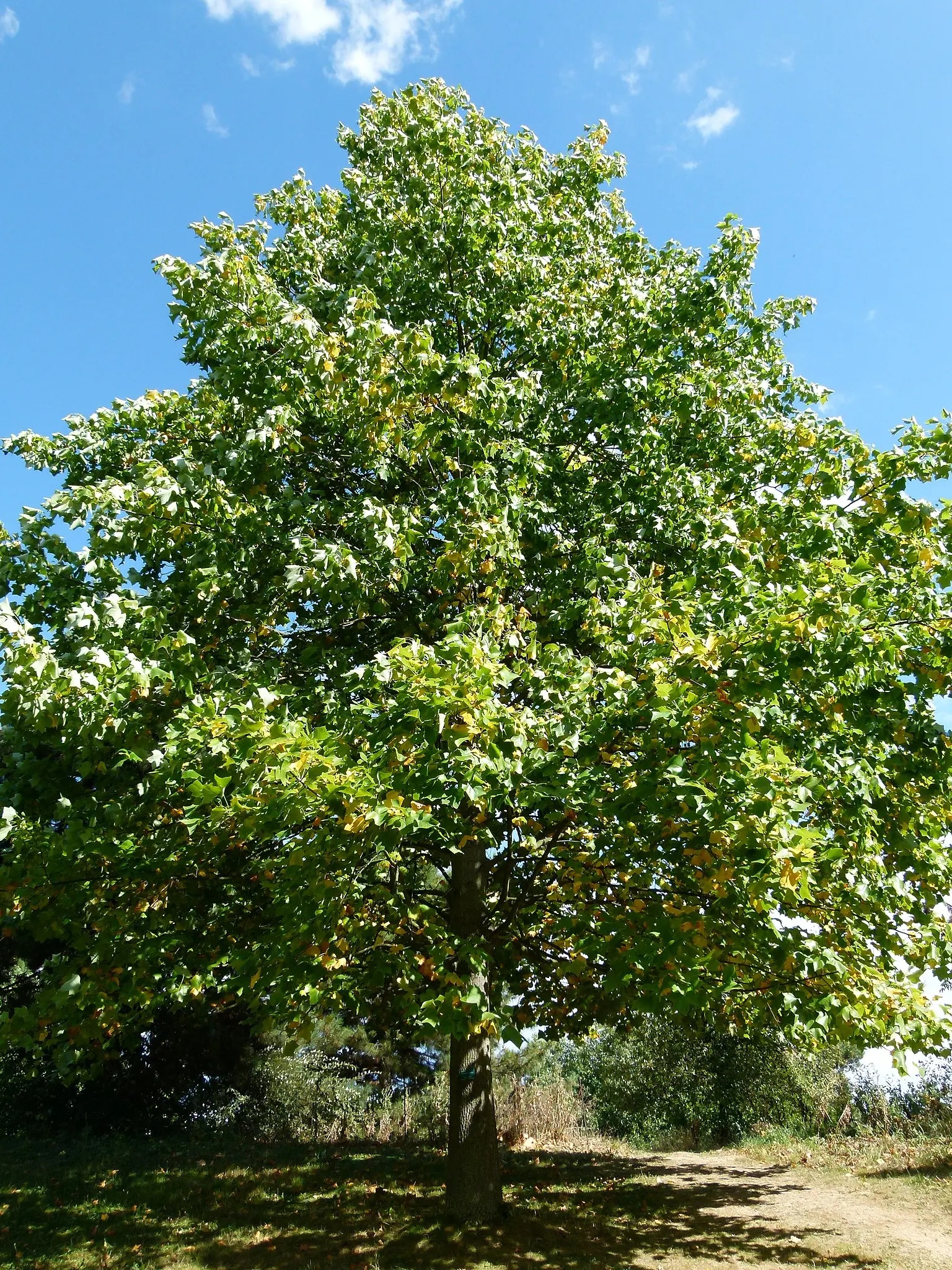 Tulip Tree 80/100cm (Bare Root) - Image 5