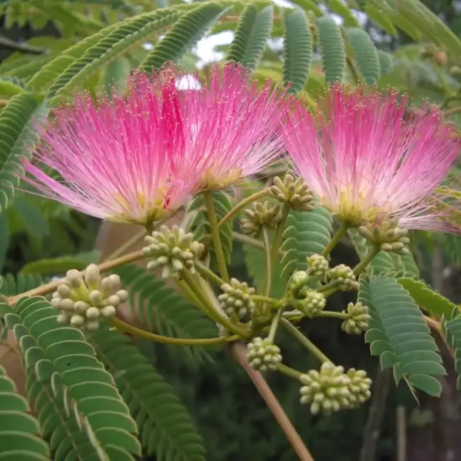 Persian Silk Tree 60/80cm (2L) - Image 5