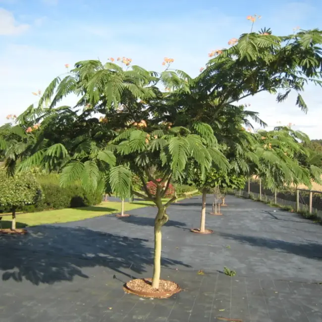 Persian Silk Tree 60/80cm (2L) - Image 6