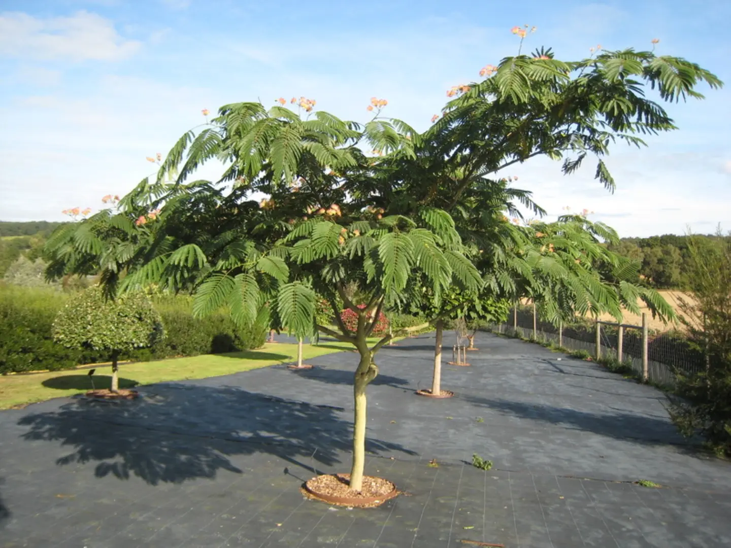 Persian Silk Tree 20/40cm (P9) - Image 8