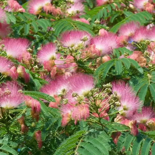 Persian Silk Tree 60/80cm (2L) - Image 4