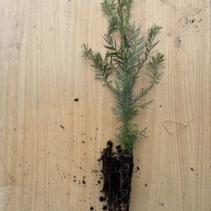 Sequoia-sempervirens-Coast-Redwood-Tree