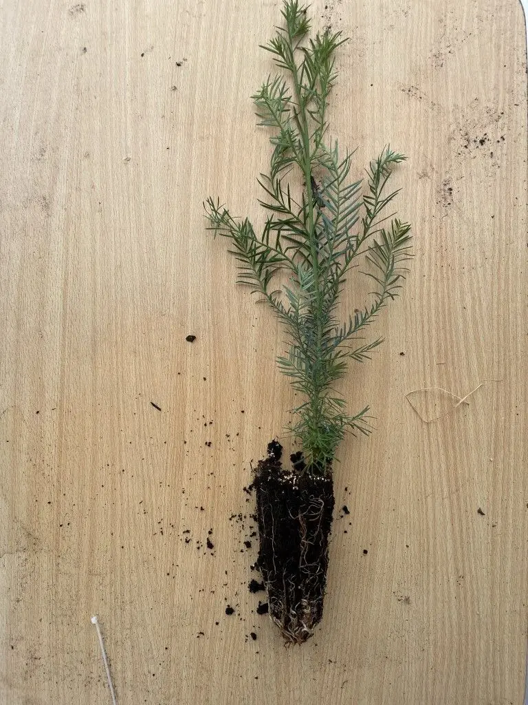 Coast Redwood Tree 20/40cm (Cell)