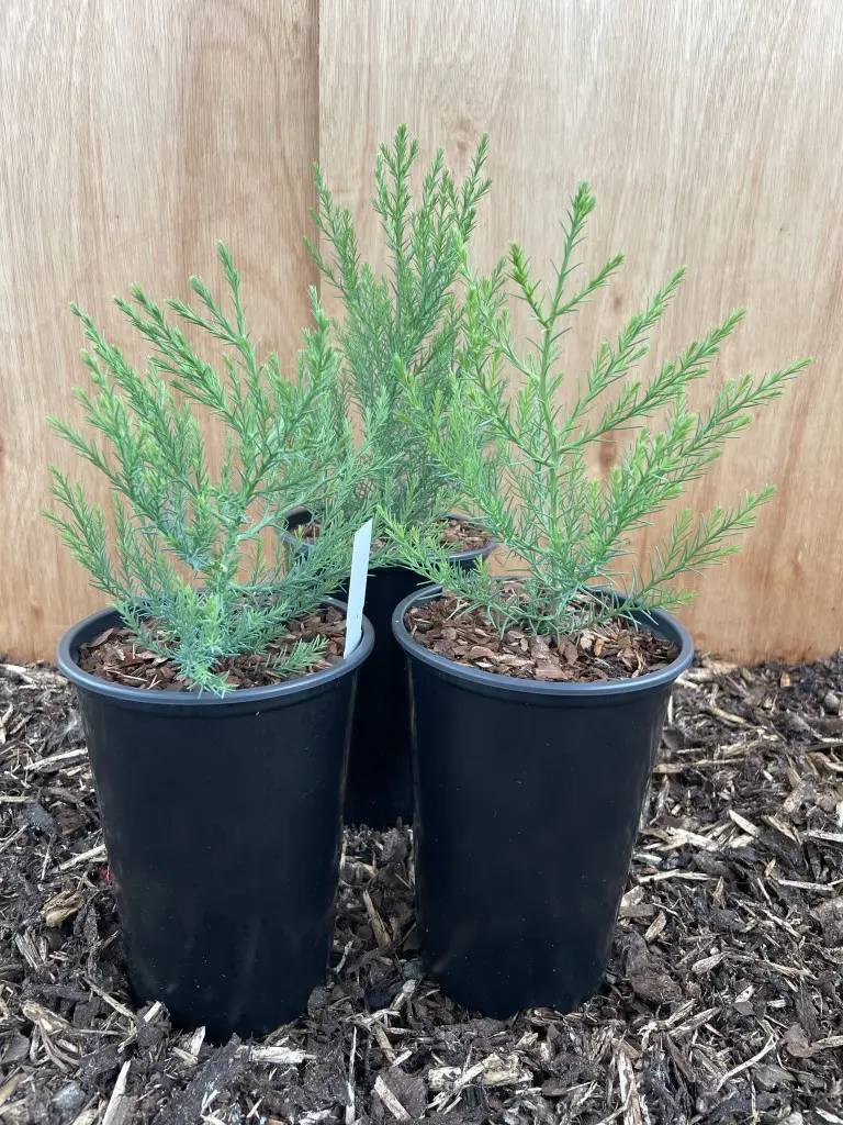 Giant Redwood Sapling 20/40cm (2L) - Image 7