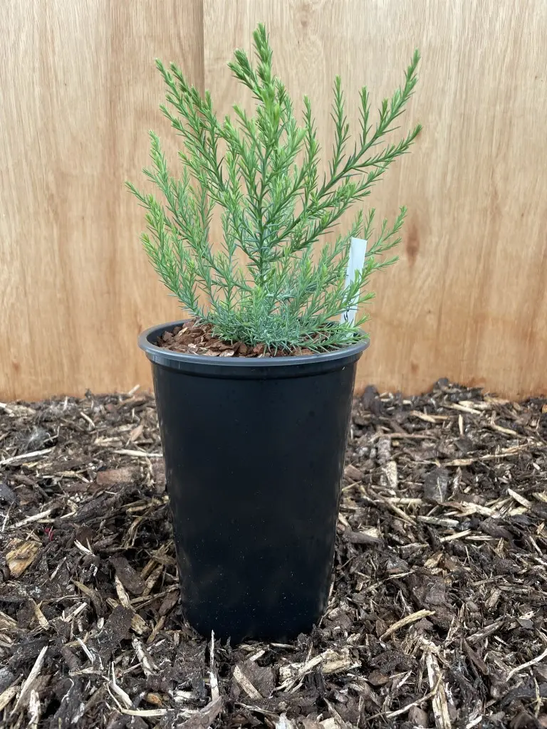 Giant Redwood Sapling 20/40cm (2L) - Image 6
