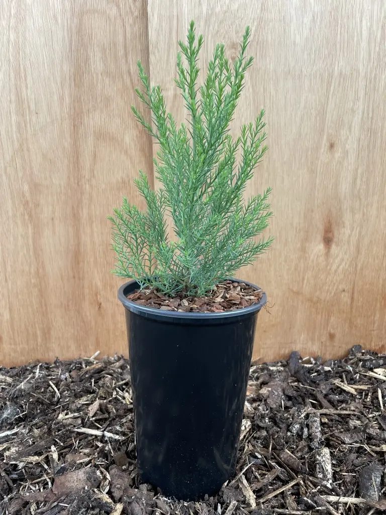 Giant Redwood Sapling 20/40cm (2L)