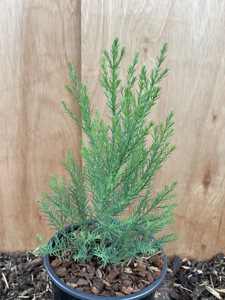 Giant Redwood Sapling 20/40cm (2L) - Image 5