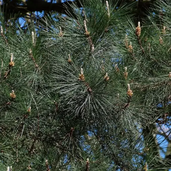 Monterey / Radiata Pine 40/60cm (2L) - Image 9