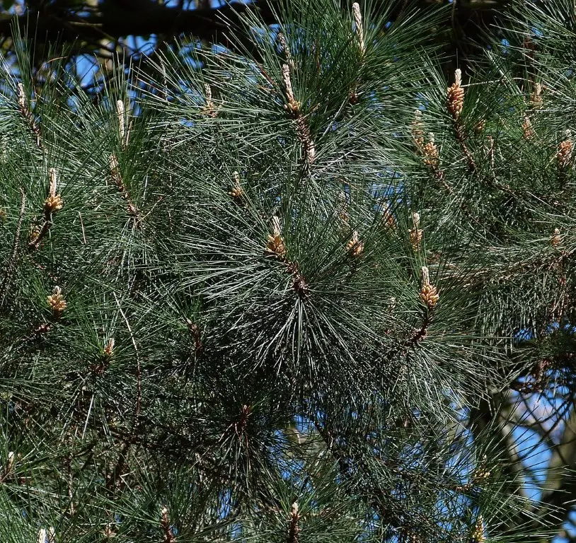 Monterey / Radiata Pine 20/40cm (2L) - Image 9