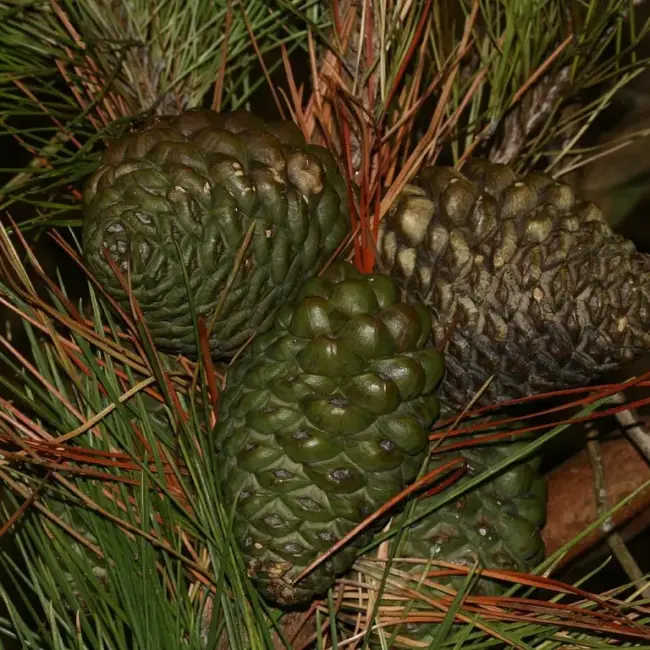 Monterey / Radiata Pine 40/60cm (2L) - Image 8