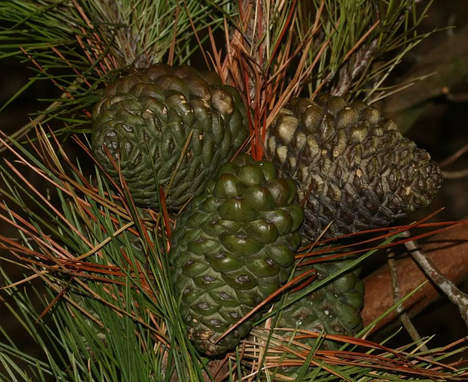Monterey / Radiata Pine 20/40cm (2L) - Image 8