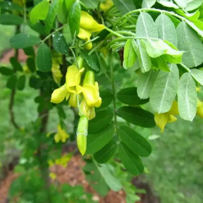 Caragana arborescens Siberian Pea Tree Seeds