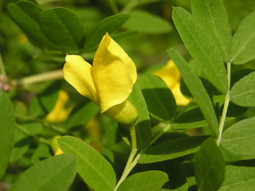 Caragana arborescens Siberian Pea Tree Seeds