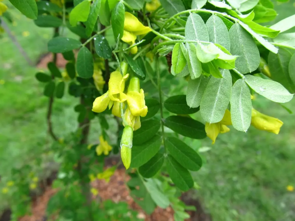 Caragana arborescens Siberian Pea Tree Seeds