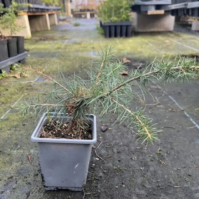 Atlas Cedar Bonsai (P9) - Image 2