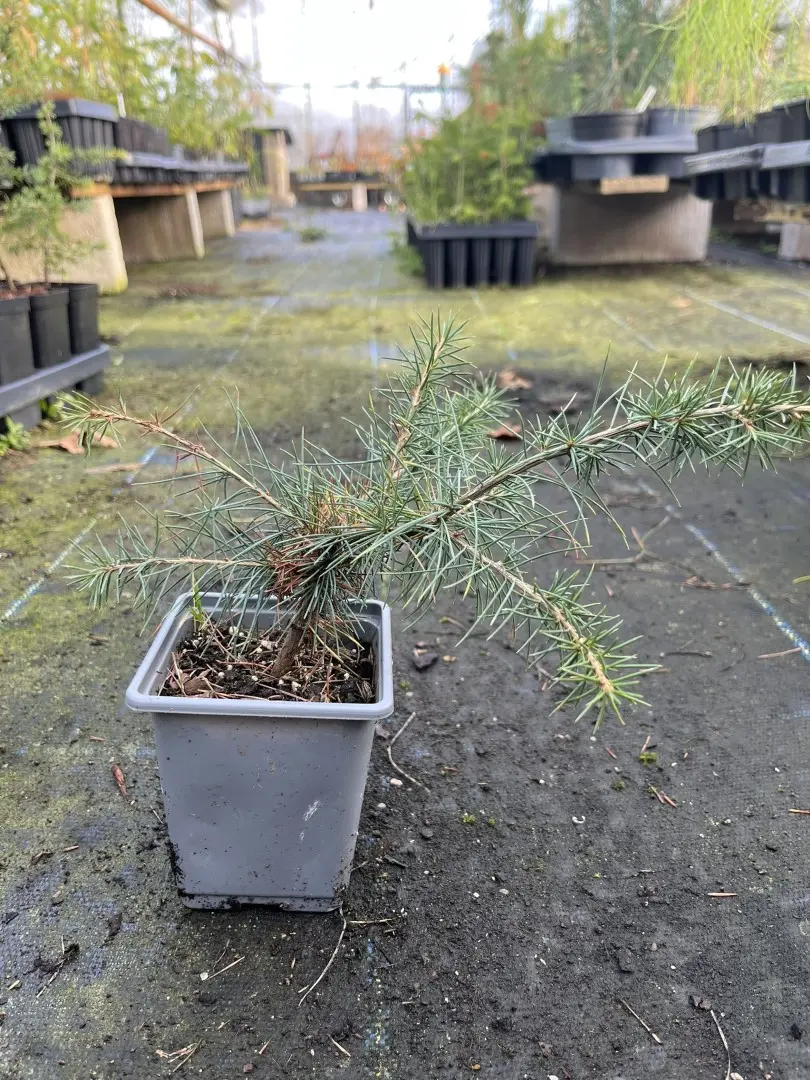 Atlas Cedar Bonsai (P9) - Image 2