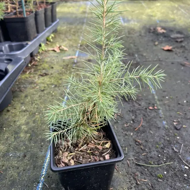 Atlas Cedar Bonsai (P9) - Image 3