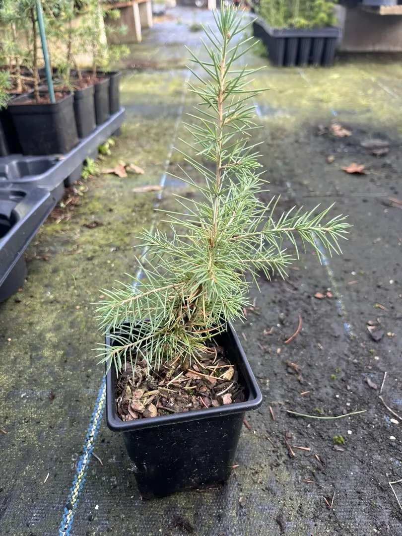 Atlas Cedar Bonsai (P9)