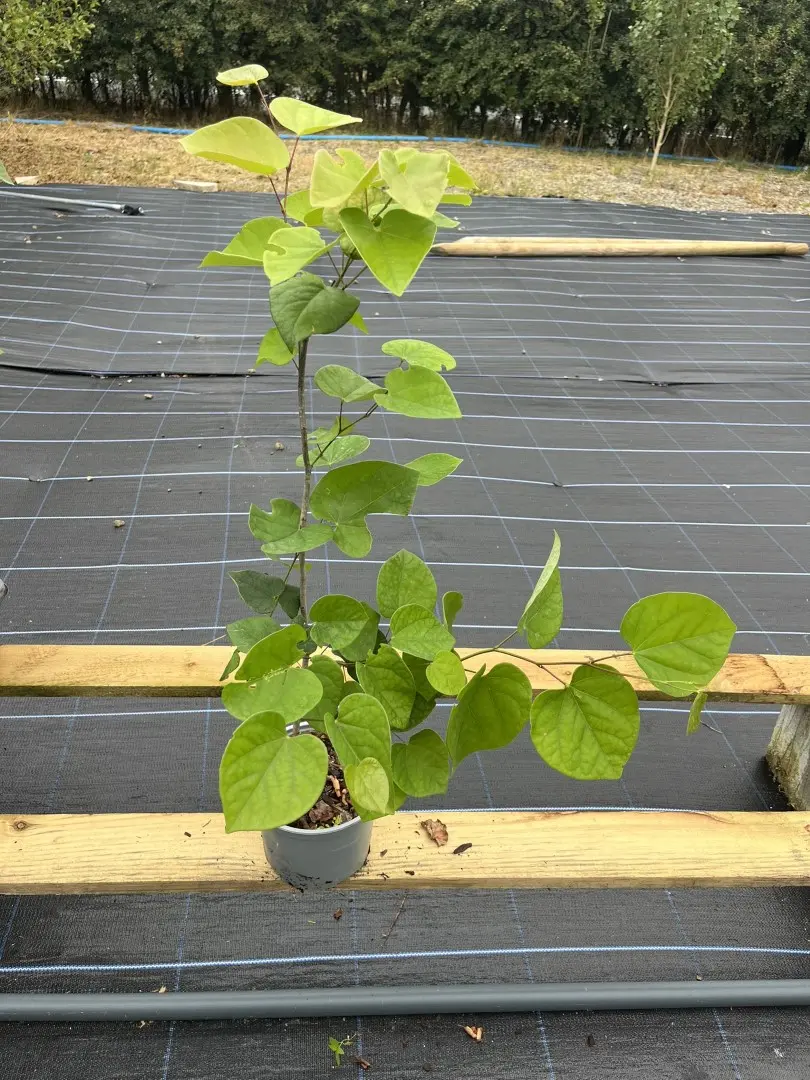 Cercis chinensis - Chinese redbud