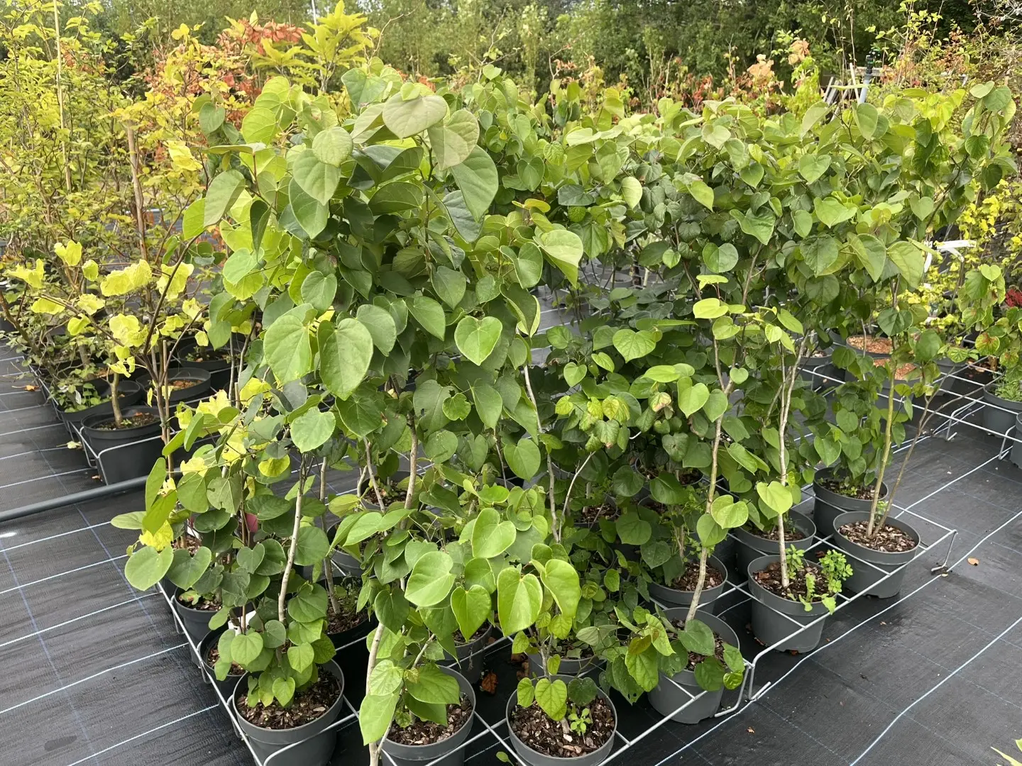 Cercis chinensis - Chinese redbud