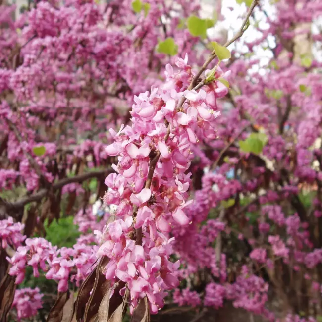 Chinese Red Bud 40/60cm (P9) - Image 6