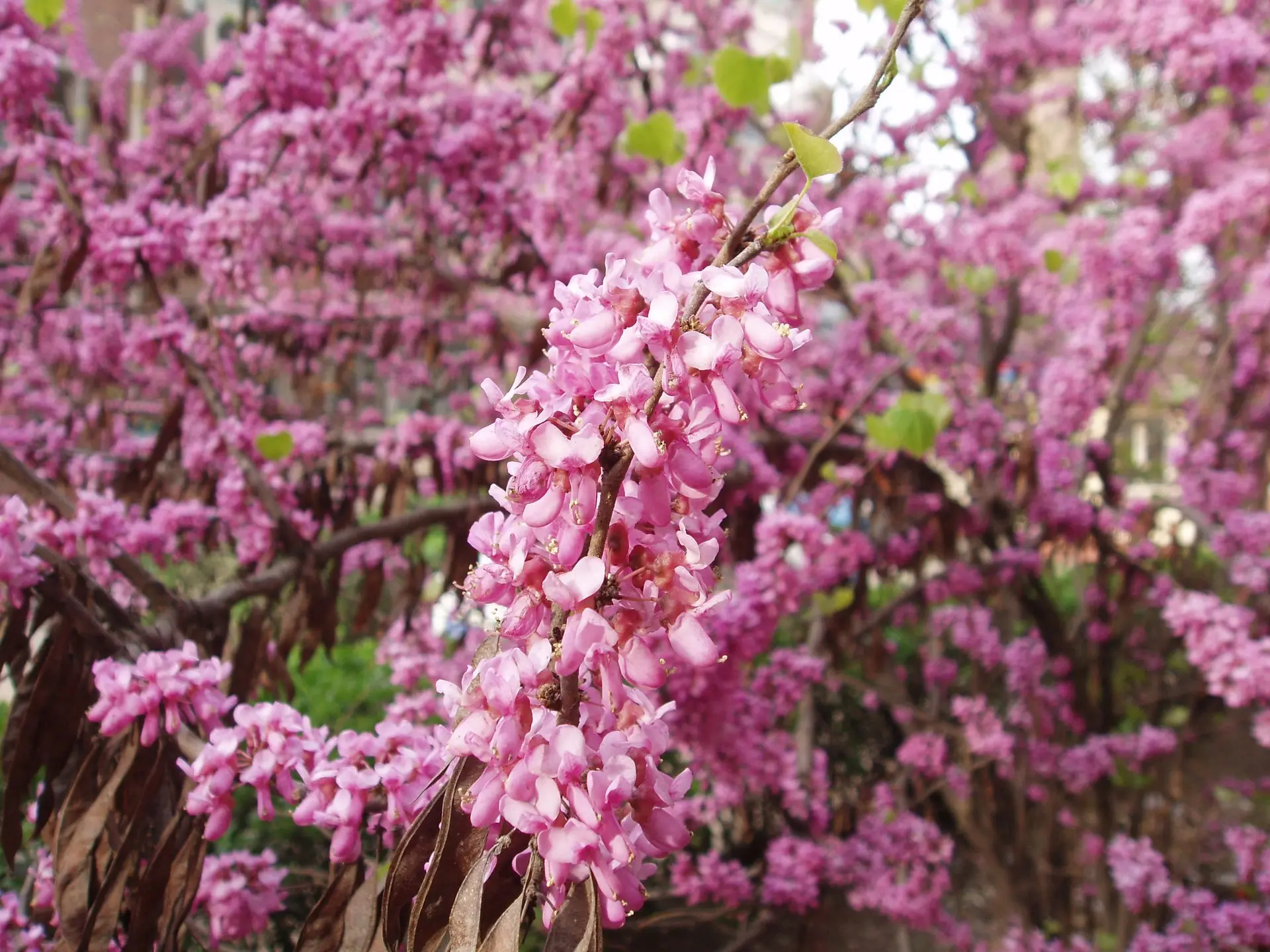 Chinese Red Bud 120/140cm (2L) - Image 4