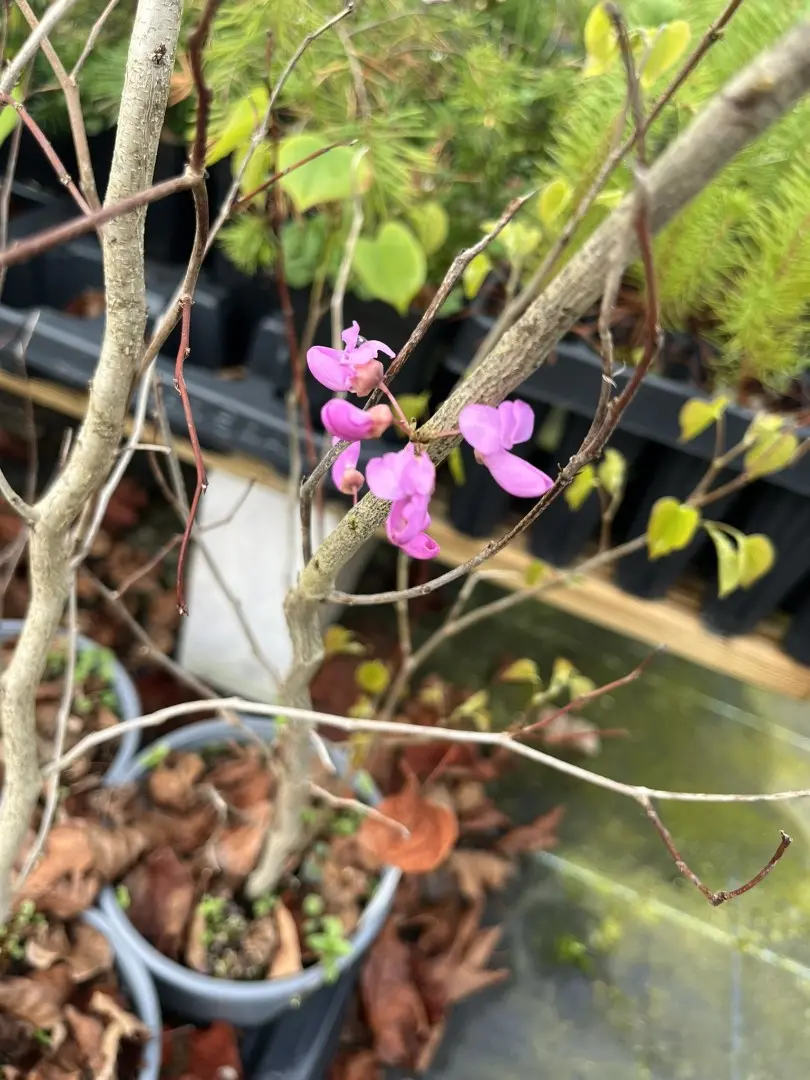Chinese Red Bud - Cercis chinensis