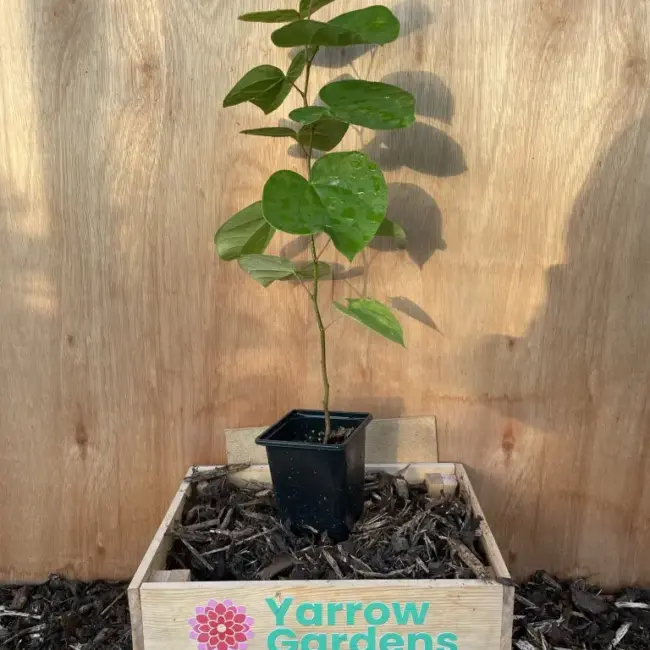 Chinese Red Bud 40/60cm (P9)