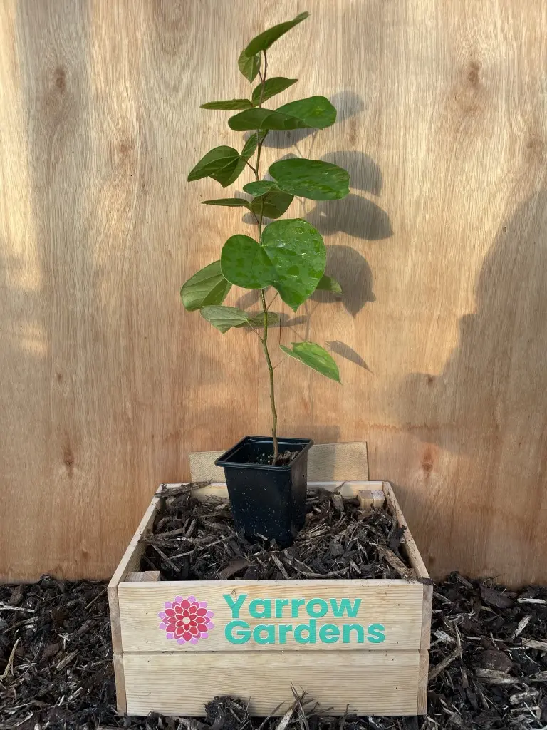 Chinese Red Bud 20/40cm (P9)