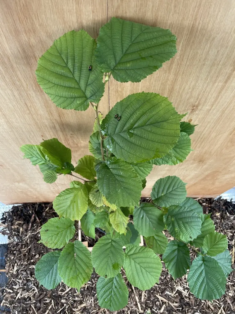 Hazel Tree 40/60cm (2L) - Image 3
