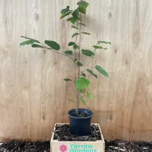 Hazel Tree 40/60cm (2L)