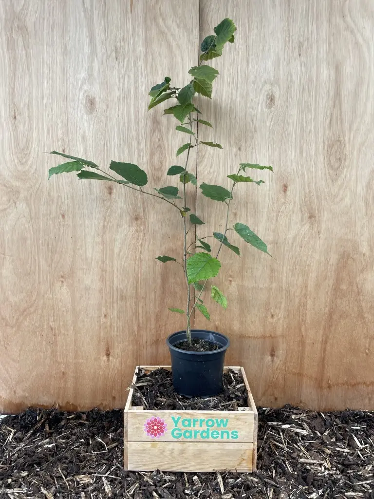 Hazel Tree 40/60cm (2L)