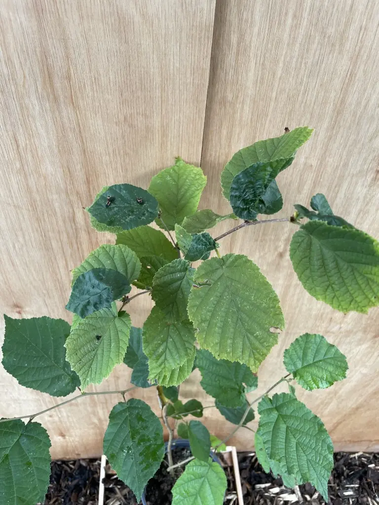 Hazel Tree 40/60cm (2L) - Image 2