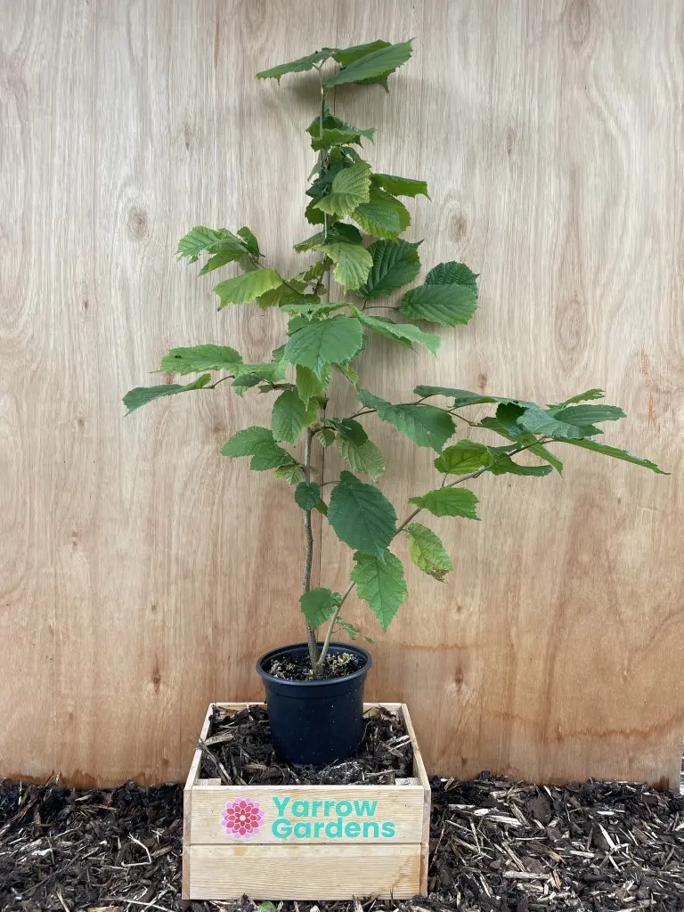 Hazel Tree 80/100cm (2L)