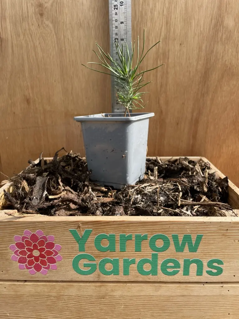 Japanese Black Pine Bonsai (P9)