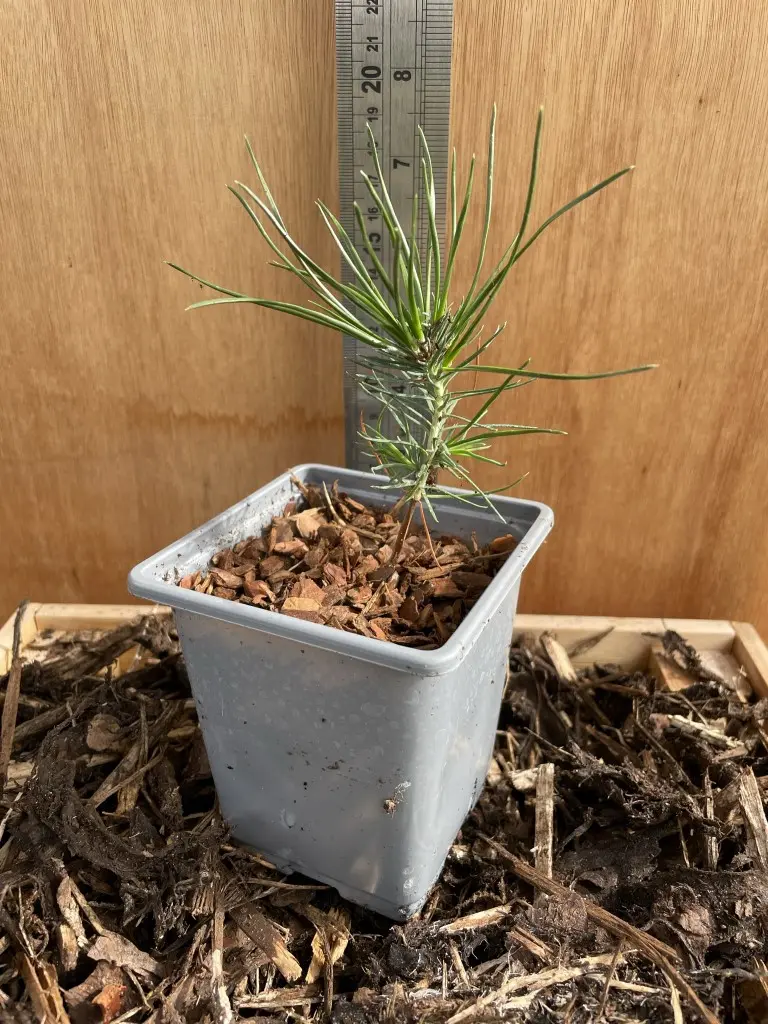 Japanese Black Pine Bonsai (P9) - Image 3