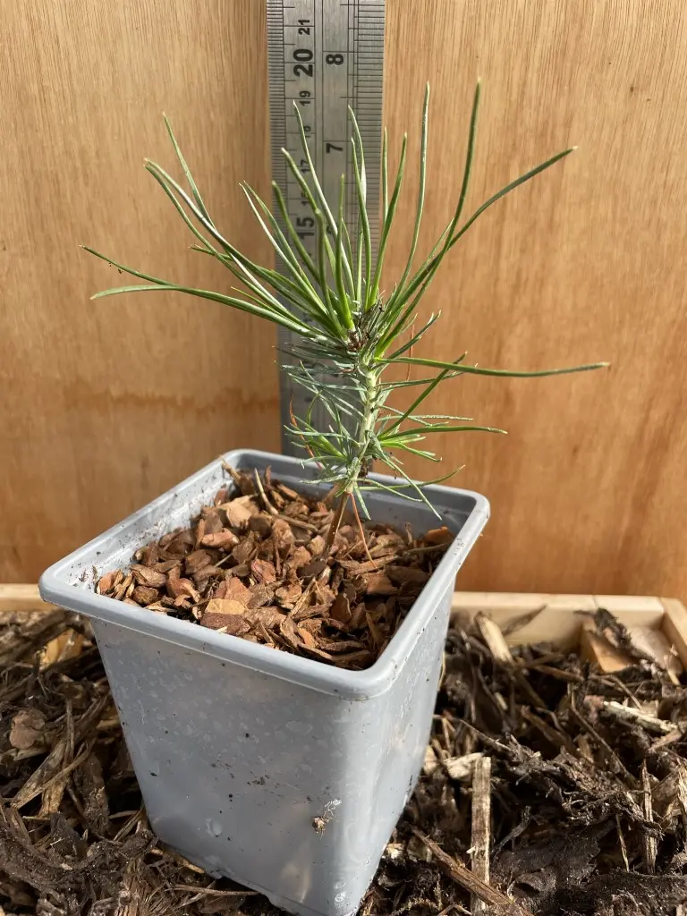 Japanese Black Pine Bonsai (P9) - Image 2