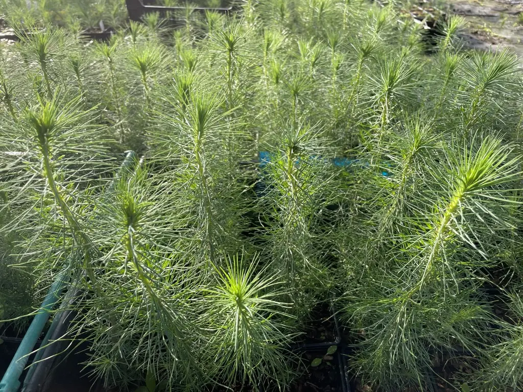 Monterey / Radiata Pine 20/40cm (2L) - Image 2