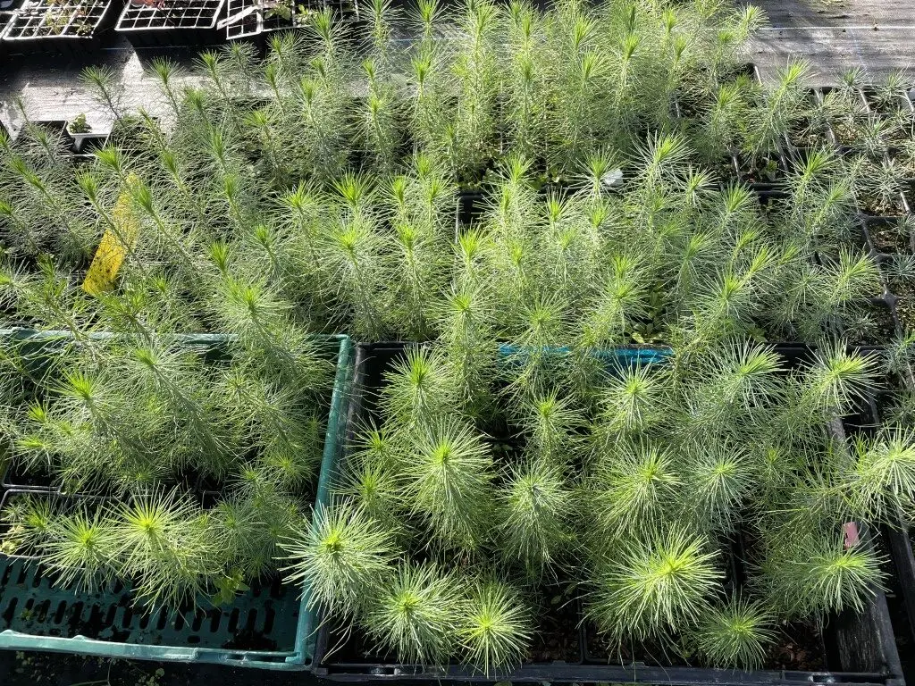 Monterey / Radiata Pine 20/40cm (2L) - Image 7