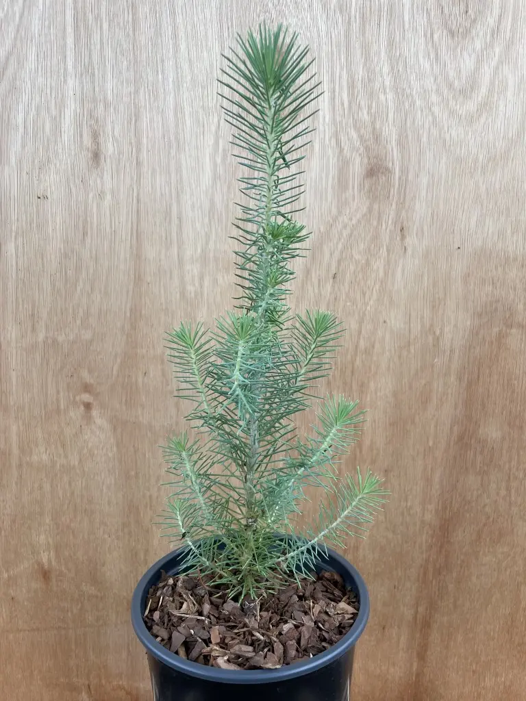 Stone Pine Sapling 40/60cm (2L) - Image 2